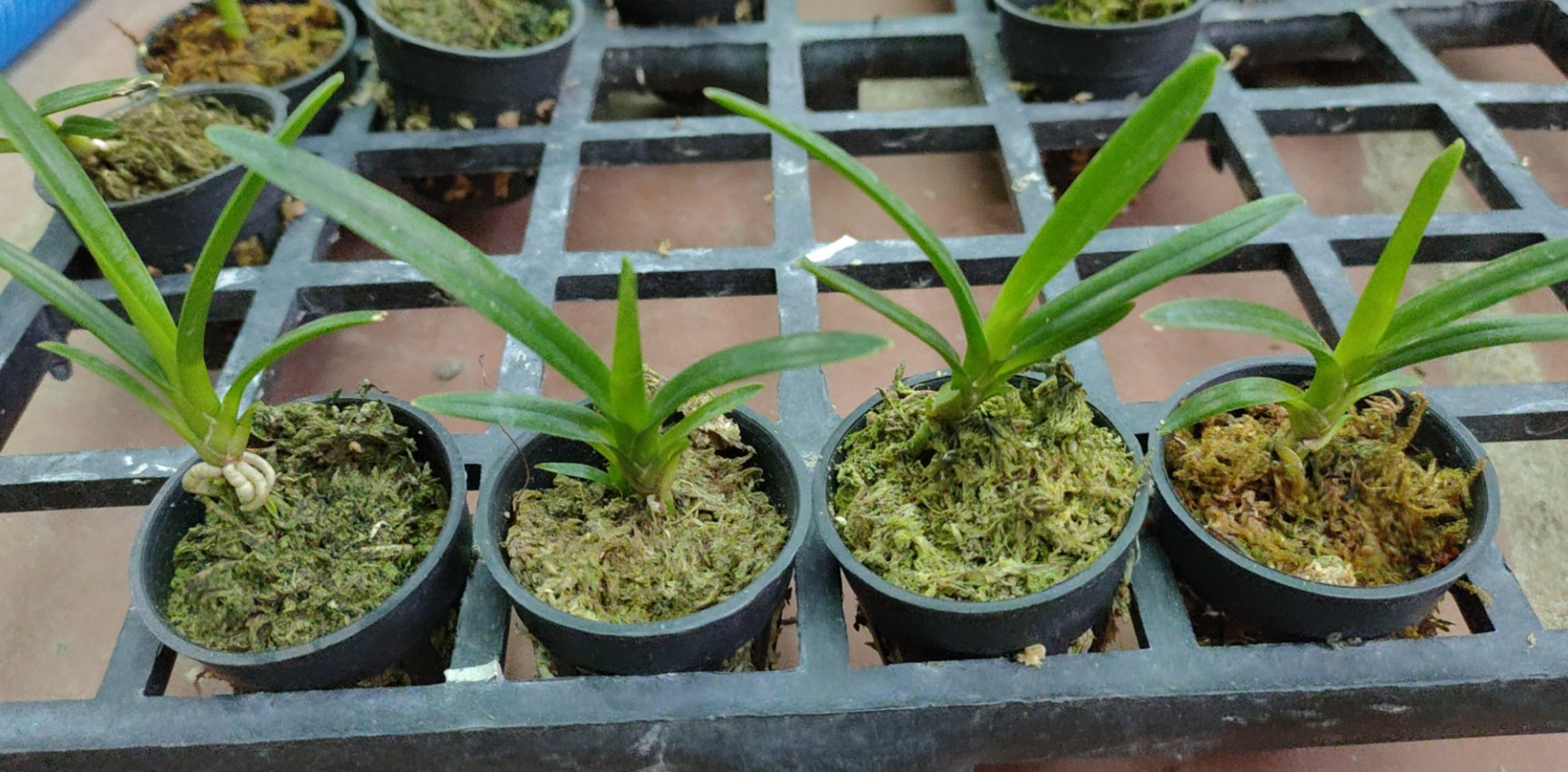 Kiếm phan trí hàng giống