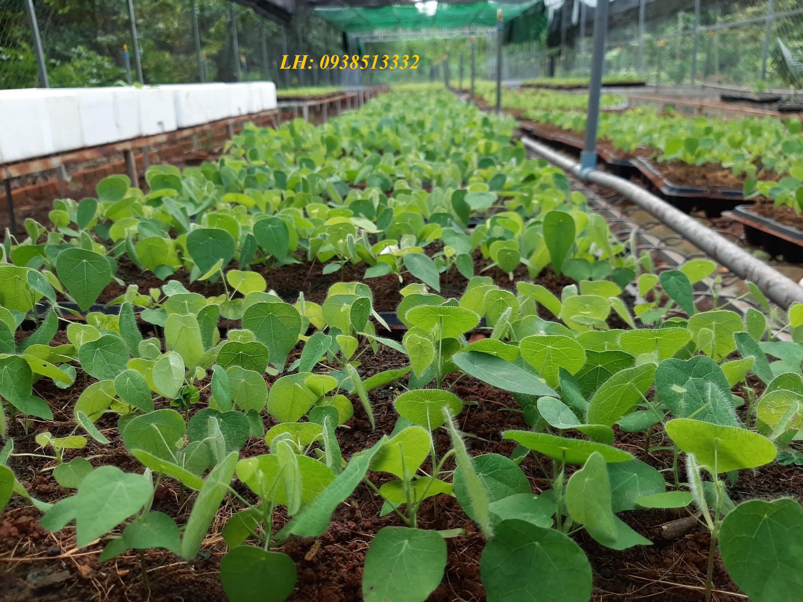 HẠT GIỐNG LA SƯƠNG SÂM LÔNG 1000 HẠT