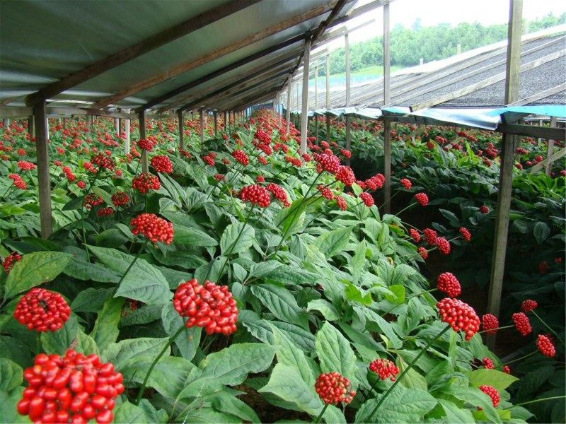 ( Tặng phân bón , kích mầm ) _ Hạt giống cây nhân sâm hàn quốc .