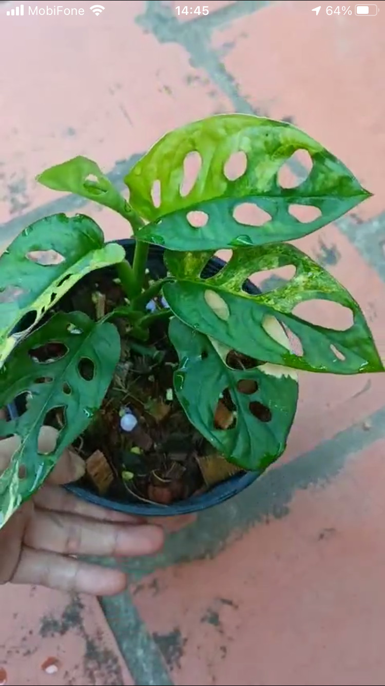 Trầu bà lỗ var (Adansonii Aurea) - Hàng đẹp như hình