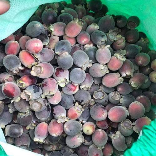 Quả sim rừng khô - 1kg