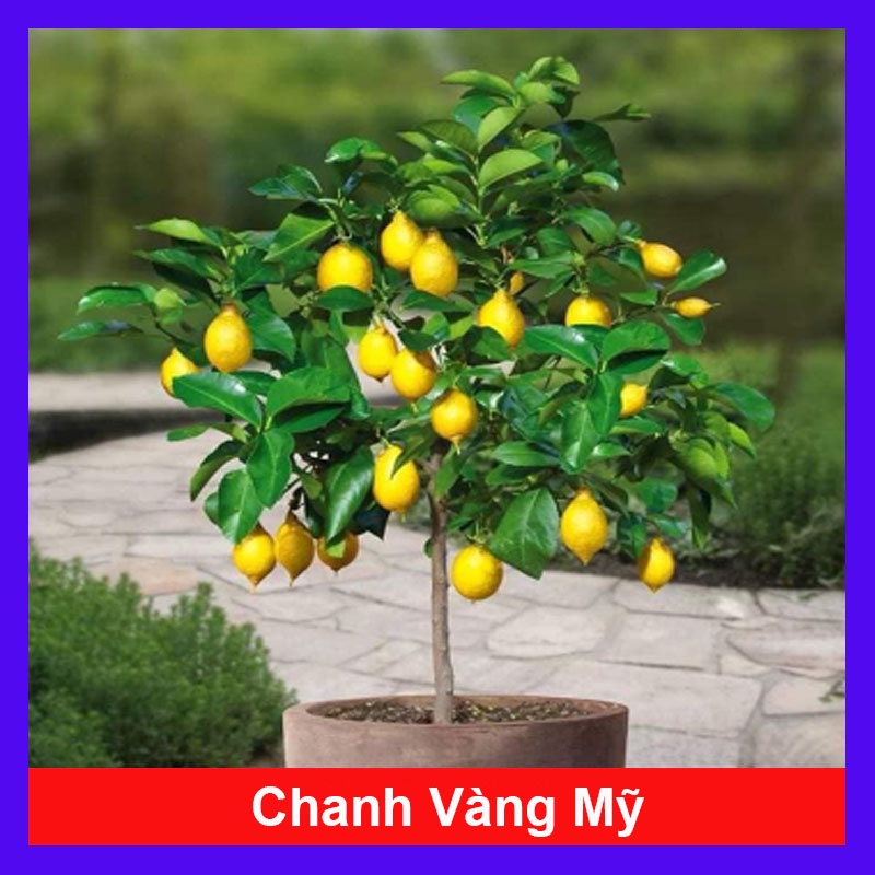 Cây chanh vàng mỹ