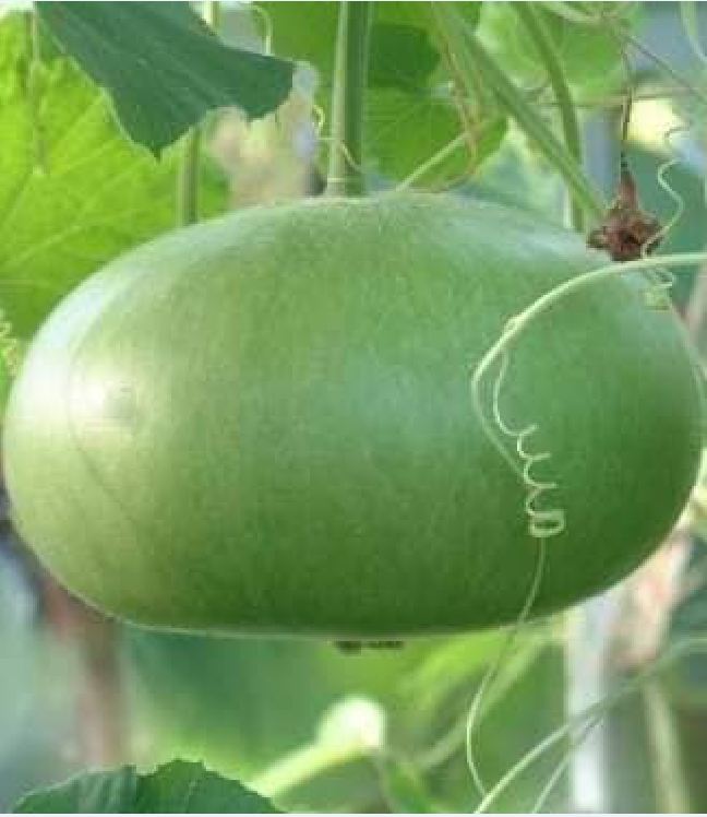 Hạt giống bầu tròn Thái - gói 2gram( 10 hạt)