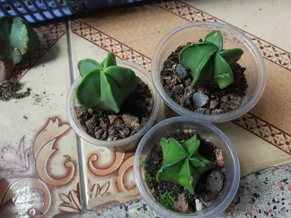 Hạt Giống Xương Rồng Astro ( 20 hạt gói )