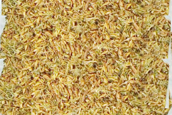 hoa đu đủ đực sấy khô 1kg