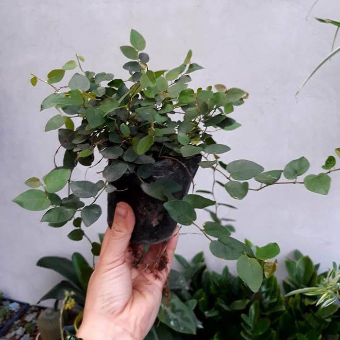 Cây leo thằn lằn