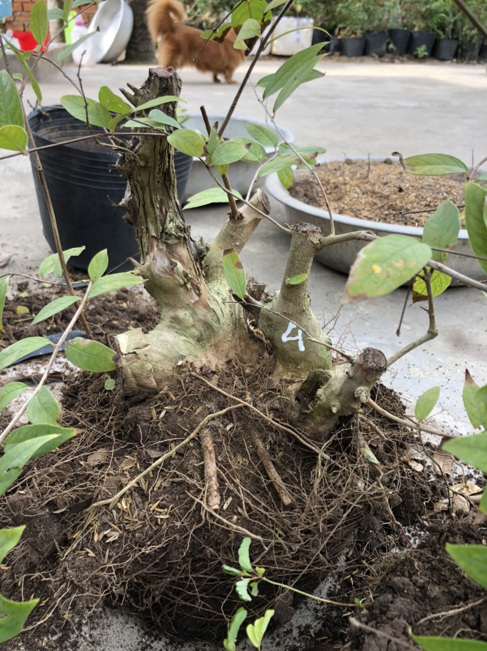 (bonsai mini) Bằng lăng tím