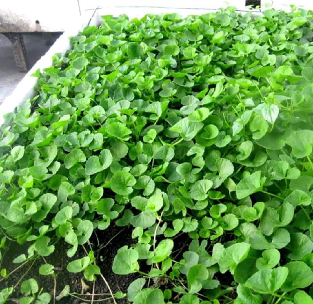Hạt Giống Rau Má Lá Nhỏ gói 0,5gr