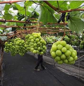 Cây nho Mẫu Đơn giống nhật bản ( cam kết cây tơ không bán gốc già)