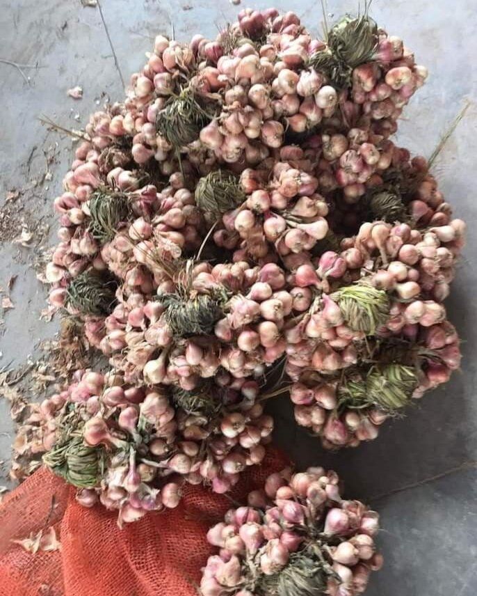 Tỏi tép to dễ bóc, chắc mẩy
