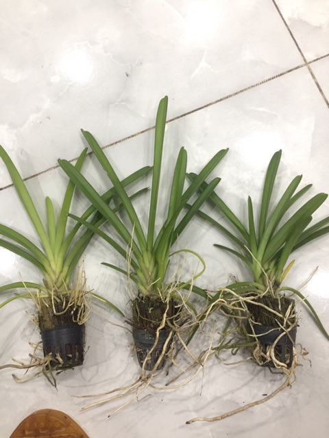 (giảm giá) cây hoa phong lan kiếm hoàng long