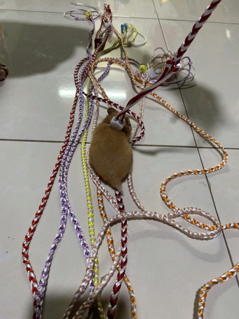 Dây dắt hamster có chuông