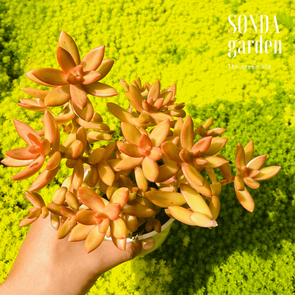 SEN ĐÁ ĐÁ CAM FULL NẮNG MƯA SIZE TRUNG BÌNH LỖI 1 ĐỔI 1