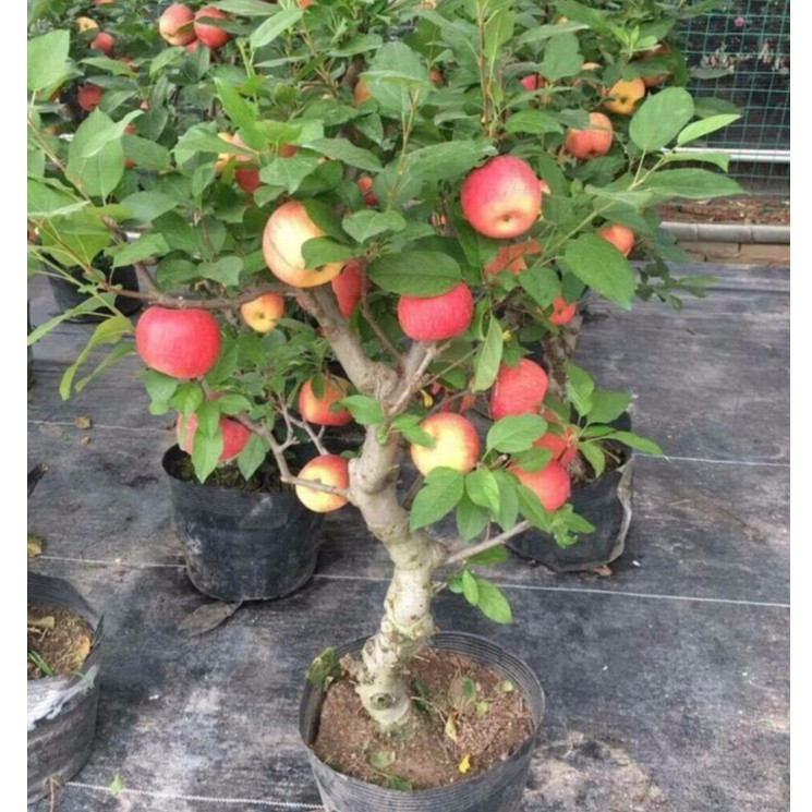 Cây giống táo đỏ lùn bonsai