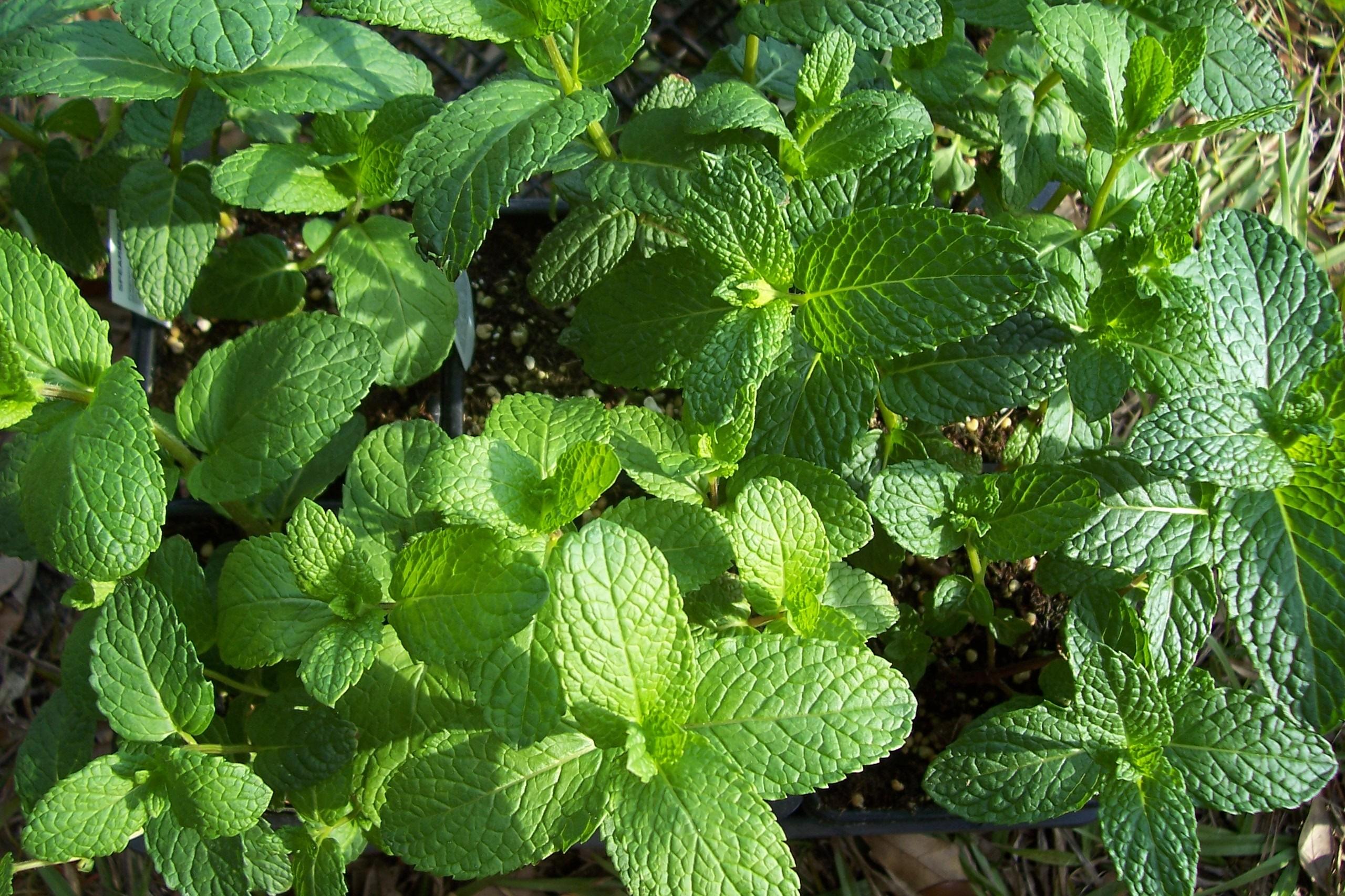 100h Hạt Giống Bạc Hà Spearmint (B3.501| C26*W50*M242)
