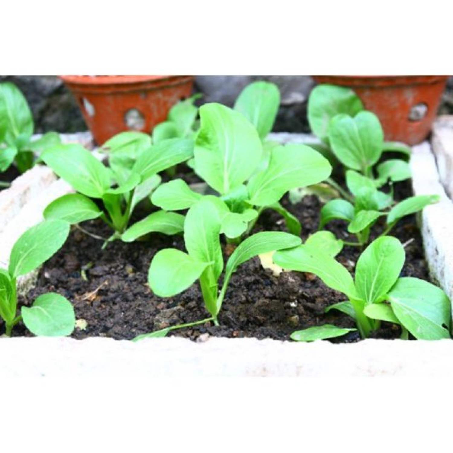 MA29A GÓI Hạt giống Cải Chít 150 hạt