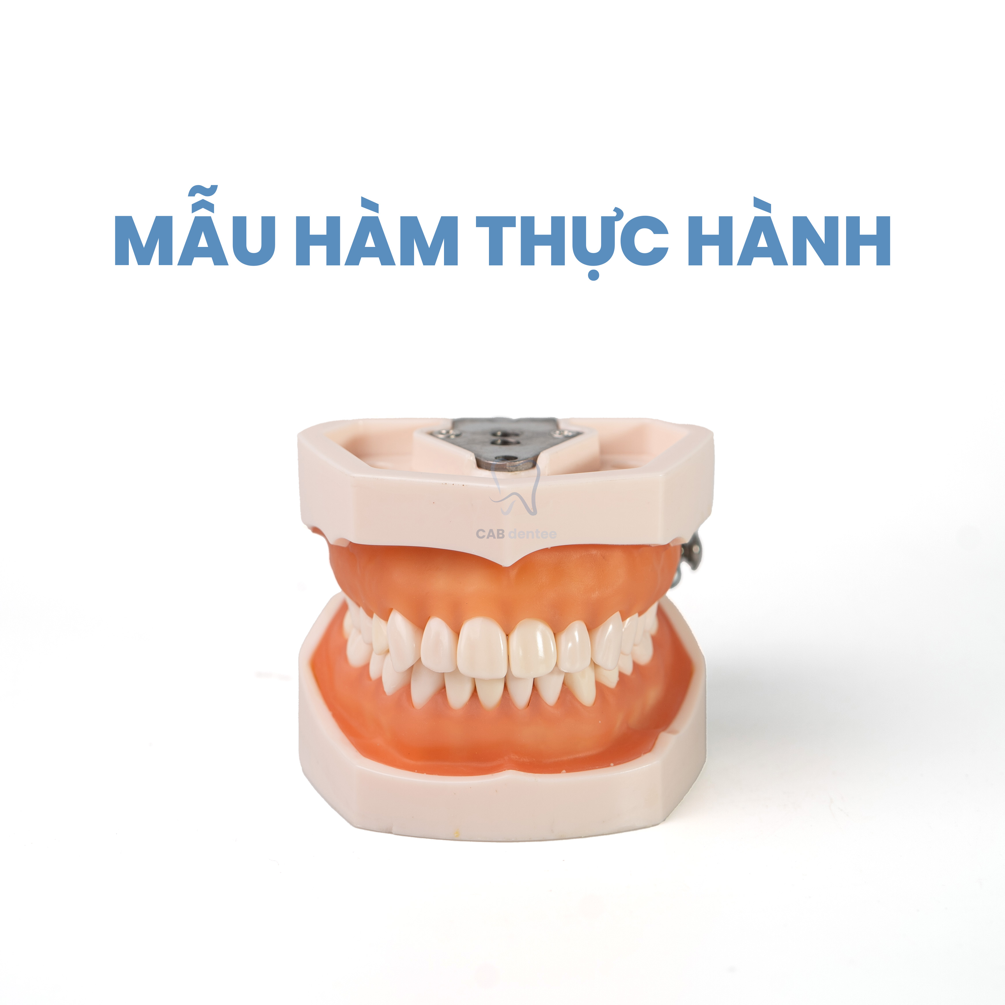 Mẫu hàm nha khoa 28 răng - loại chất lượng cao, thực hành mài cùi