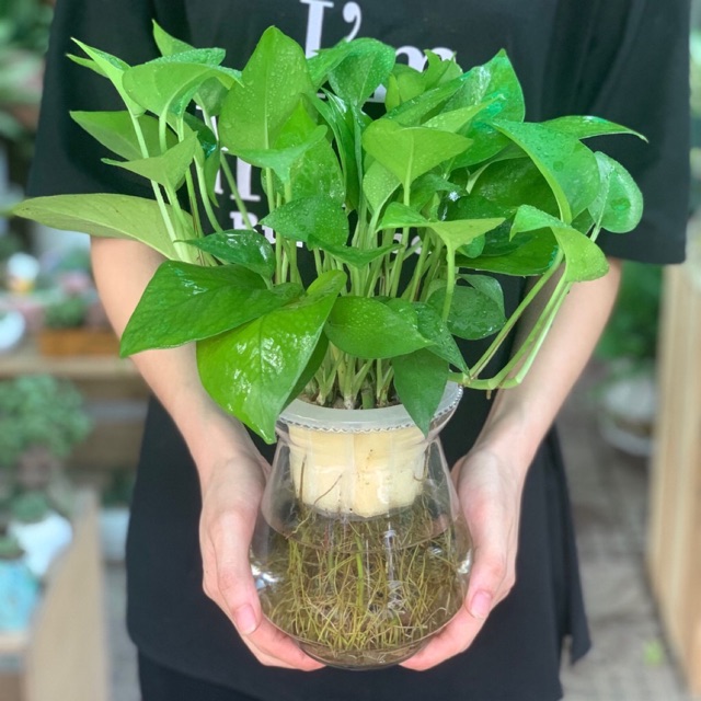Chậu Cây Trầu Bà Thuỷ Canh ( Chậu Thuỷ Tinh)