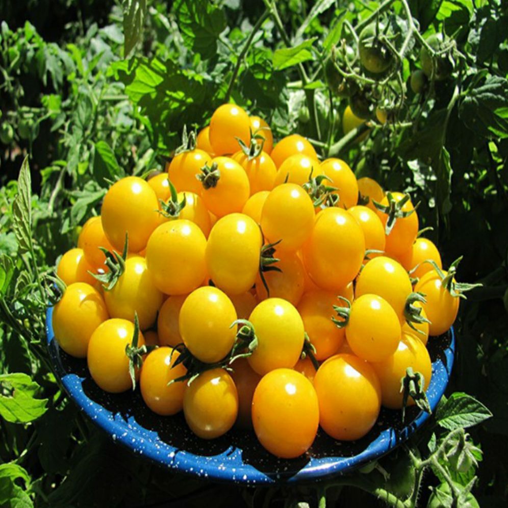Hạt giống cà chua bi vàng F1 - gói 0,1gram.