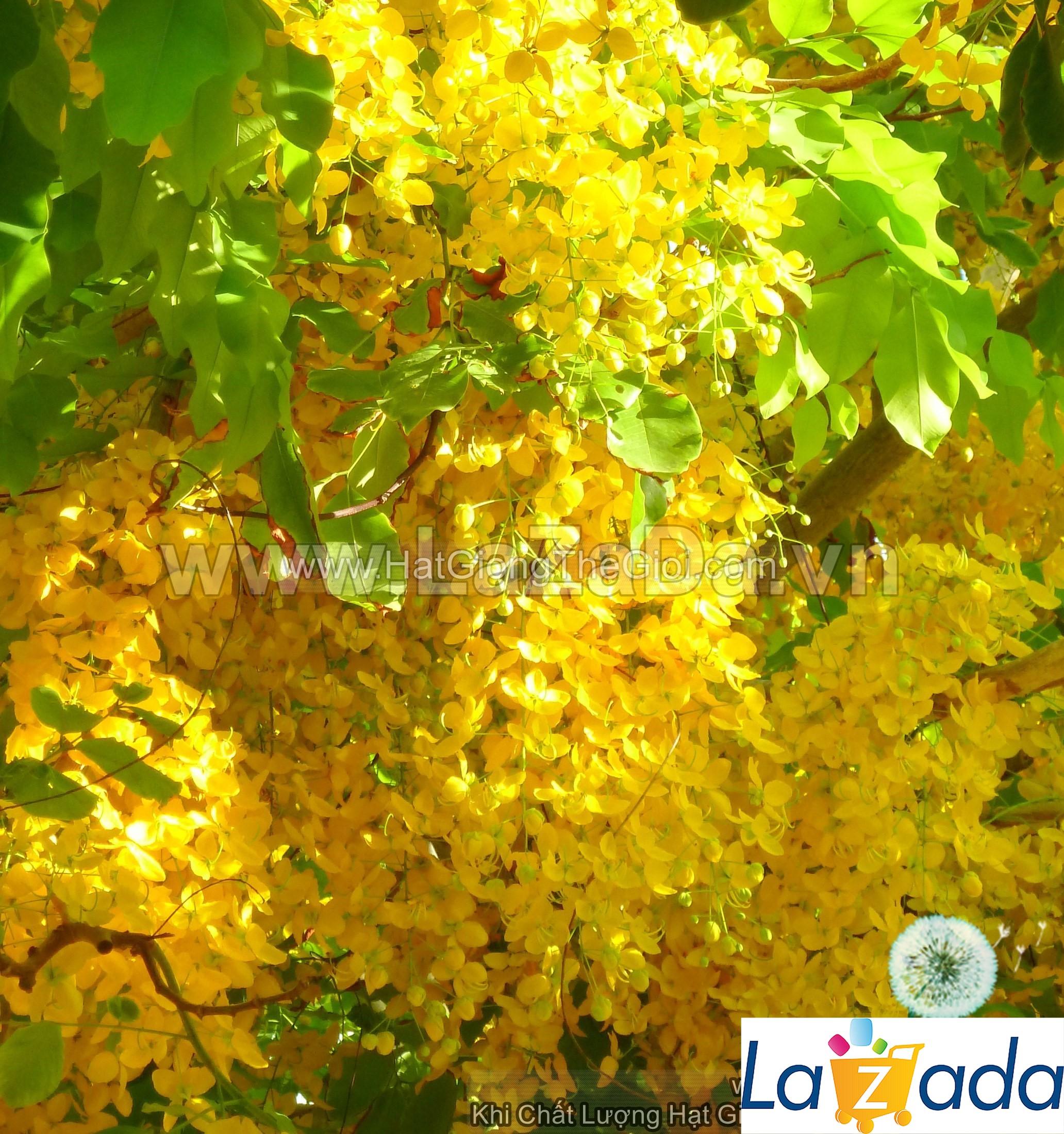40h Hạt Giống Hoa Muồng Hoàng Yến Vàng (C4.104| -KD: B28*V63*M026)