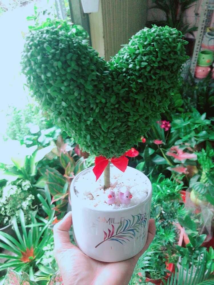 Chậu May Mắn Tài Lộc Trái Tim