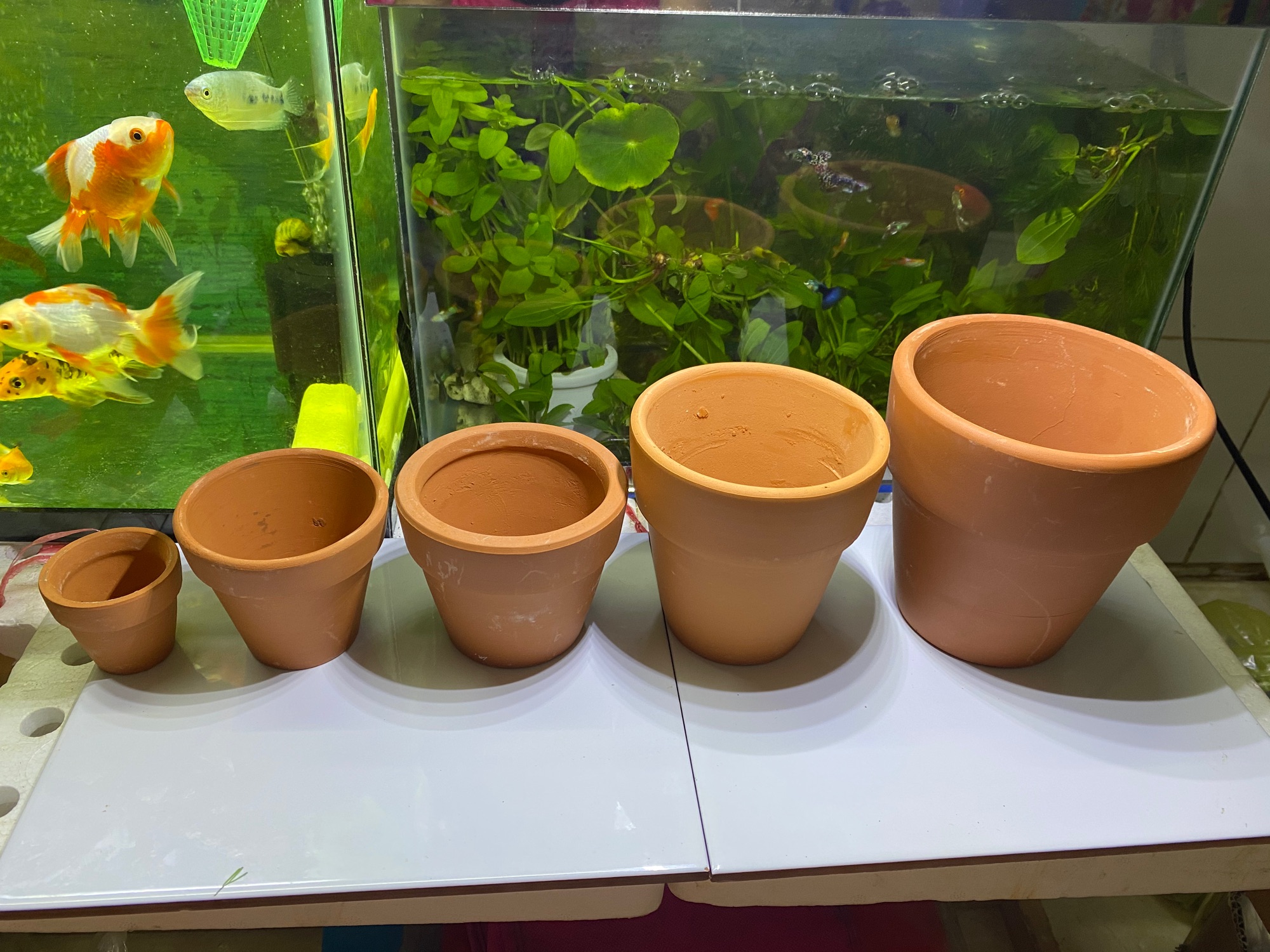 COMBO 5 CHẬU ĐẤT NUNG - TRỒNG SEN ĐÁ XƯƠNG RỒNG