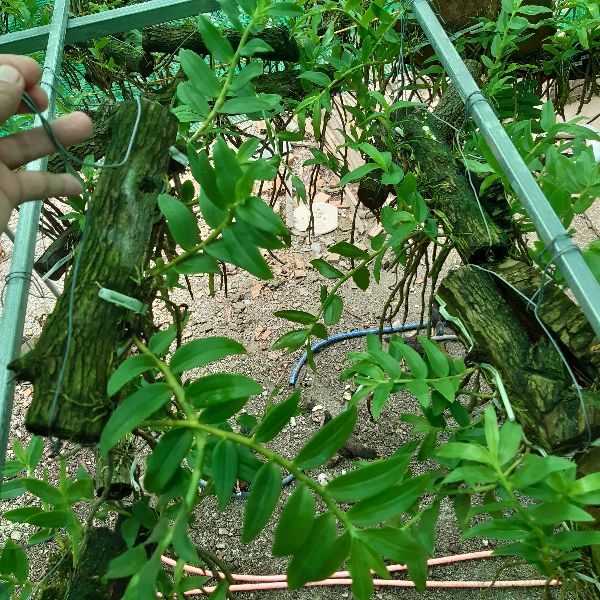 Phong lan Hoàng thảo vôi