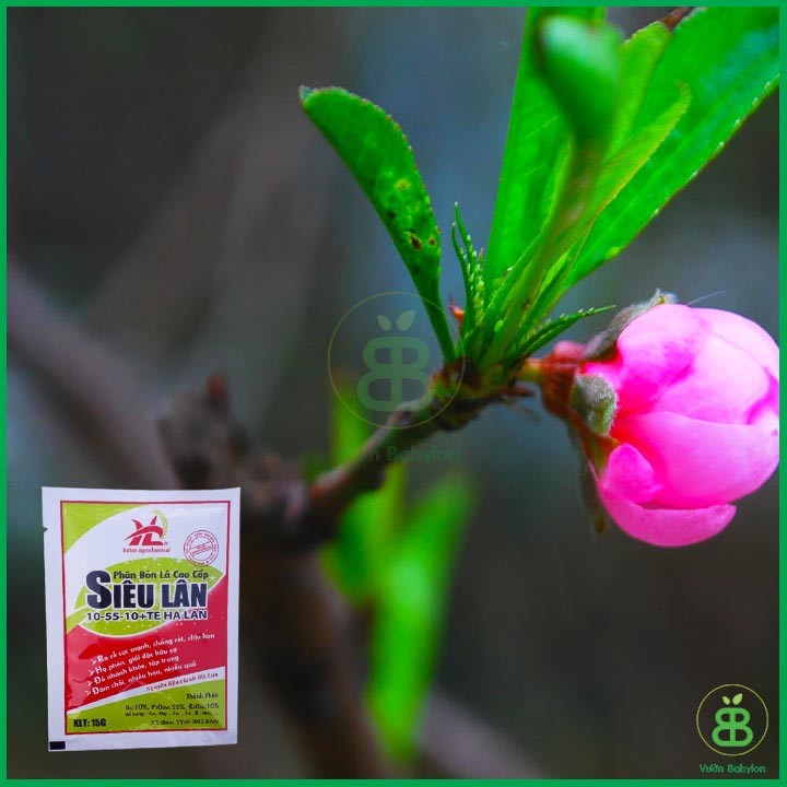 COMBO 10 GÓI Phân Bón Siêu Lân Đỏ Hà Lan ,10-55-10+TE (gói 15g) (MSP27784) - Mai Huy