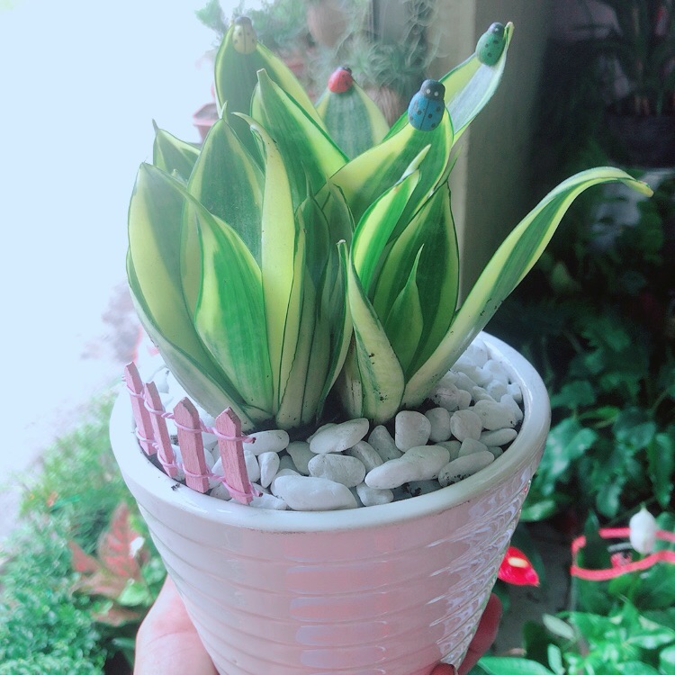 Chậu lưỡi hổ thái vàng