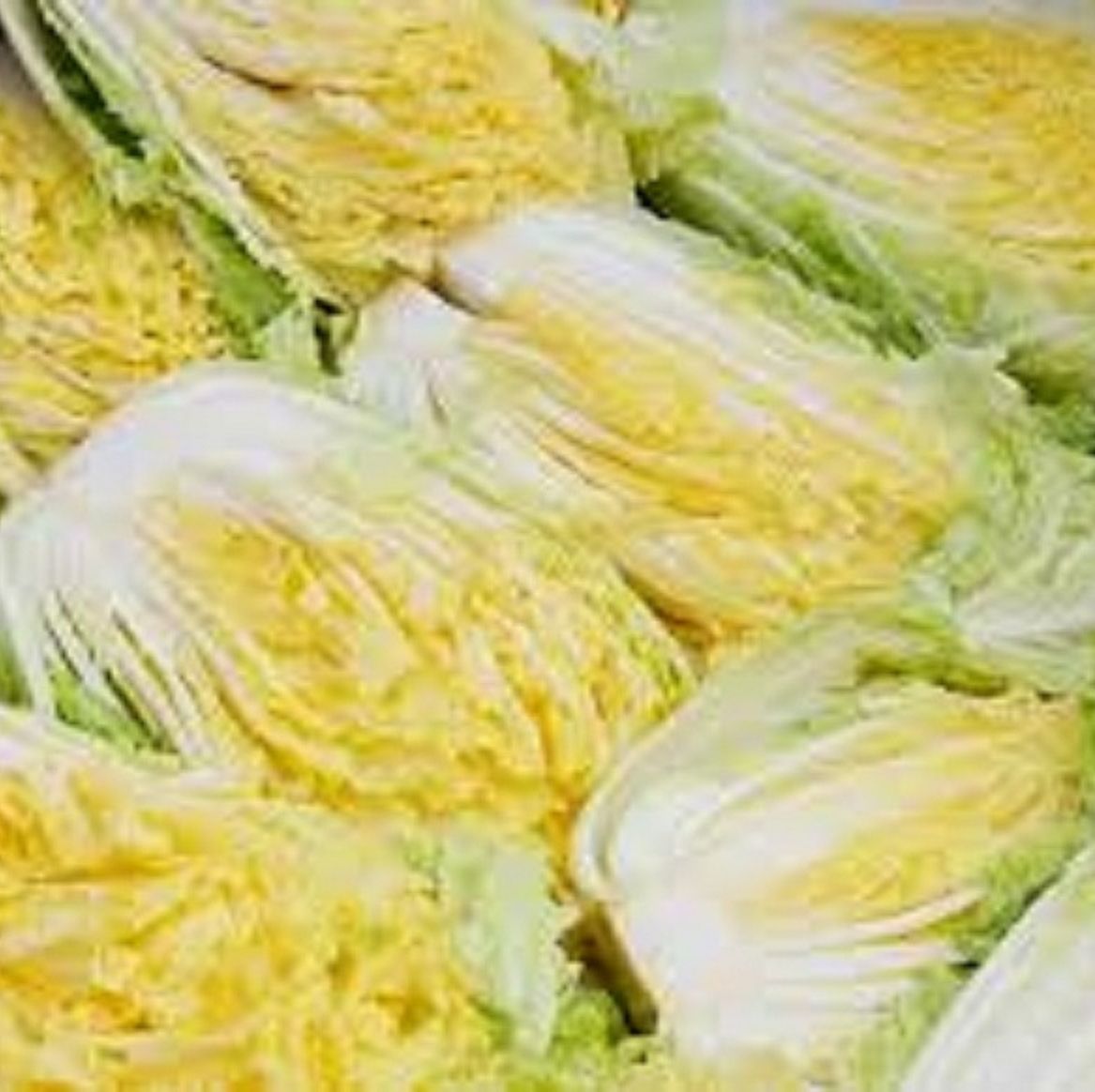 Hạt giống bắp cải thảo trắng -gói 0.2gram