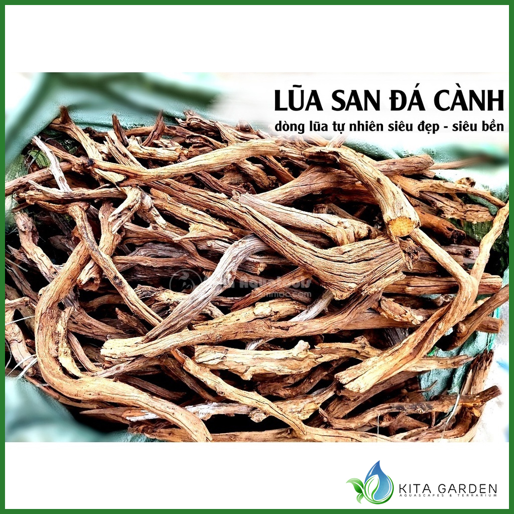 Lũa San Đá Cành (1KG) | Trang trí Thủy Sinh | Size To - Nhỏ