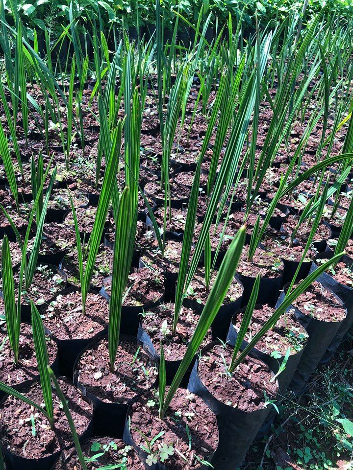 Gói 10 hạt giống cây chà là Thái Lan