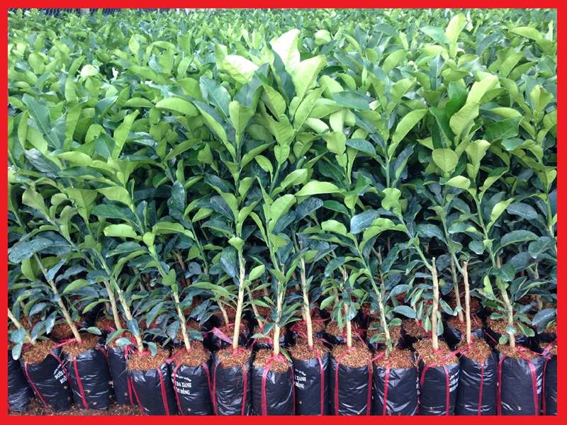 2 cây giống Bưởi da xanh ruột đỏ - C04