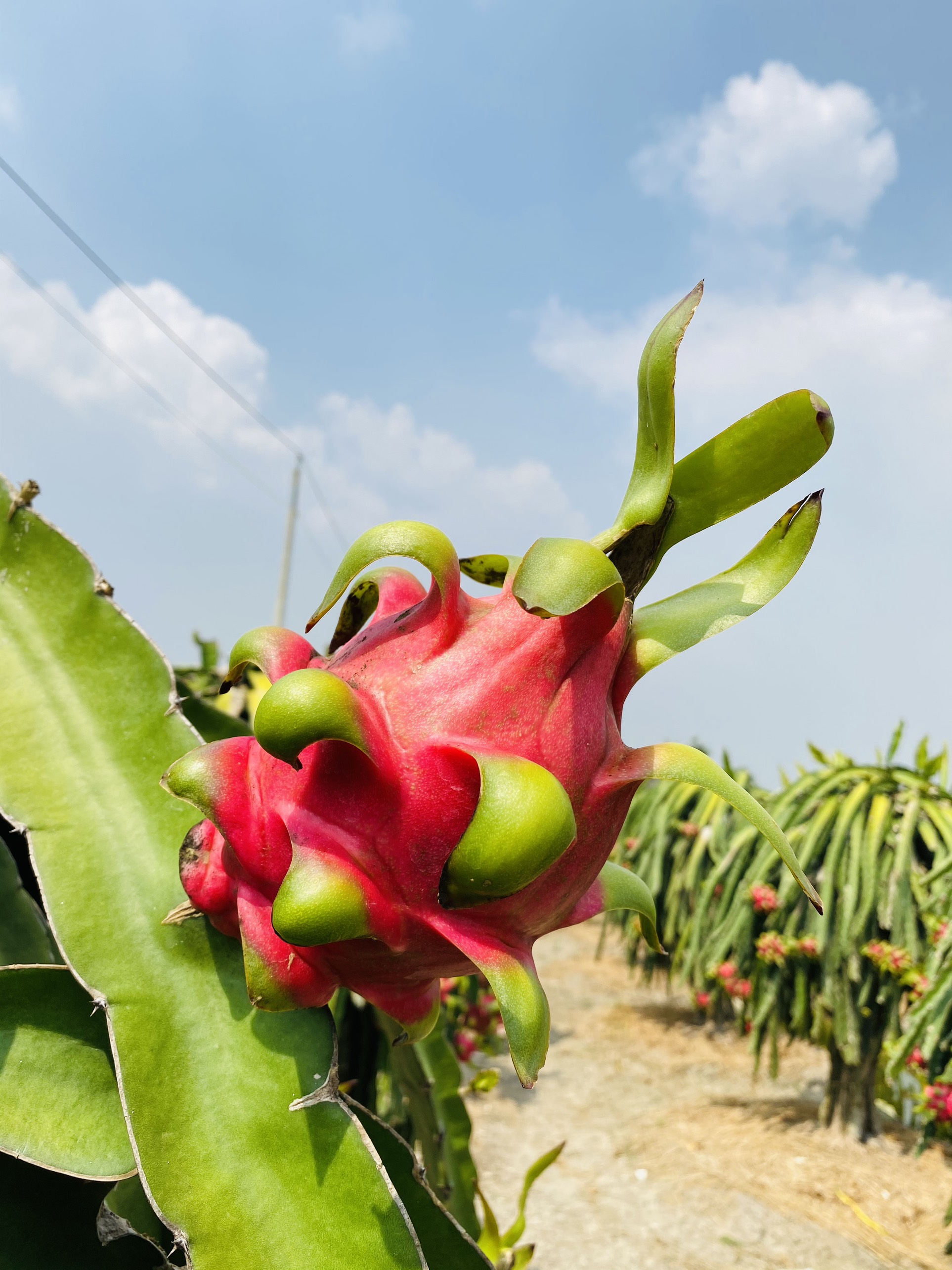 10 CÂY GIỐNG THANH LONG RUỘT ĐỎ (DỄ TRỒNG)