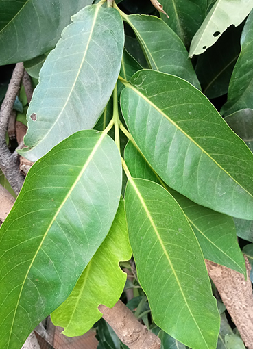 LÁ VỐI -TRÀ LÁ VỐI TƯƠI