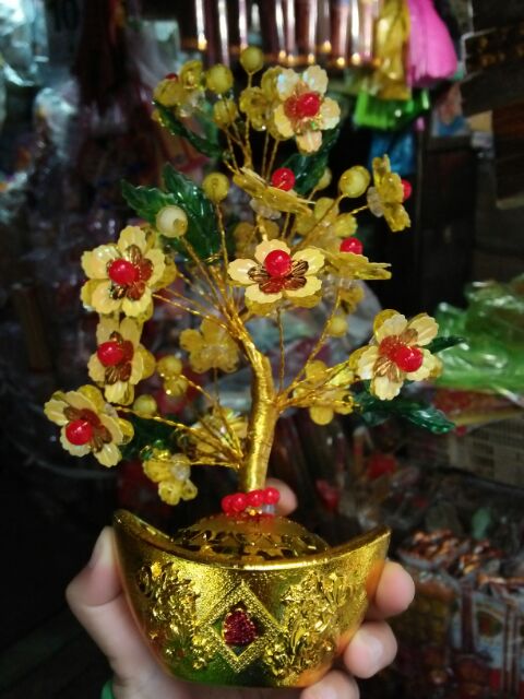 Cây mai kim Tiền tài lộc