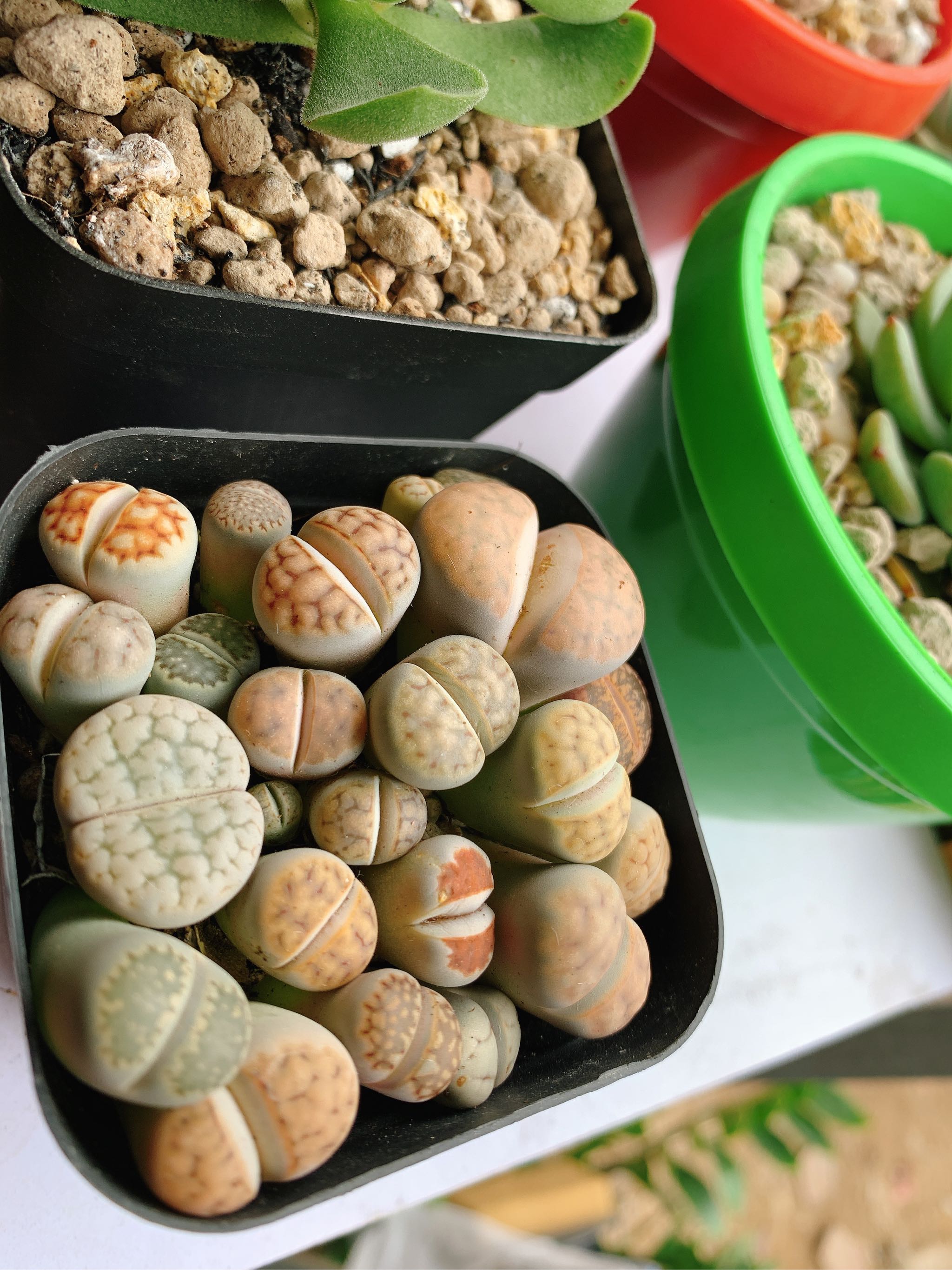 Chậu cây sen đá mông , lithops , thạch lan 1 năm tuổi