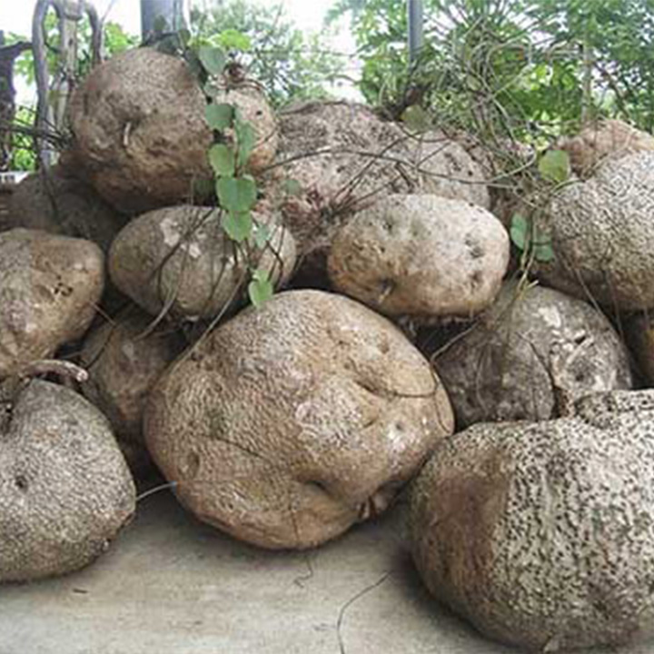 củ bình vôi khô 1kg