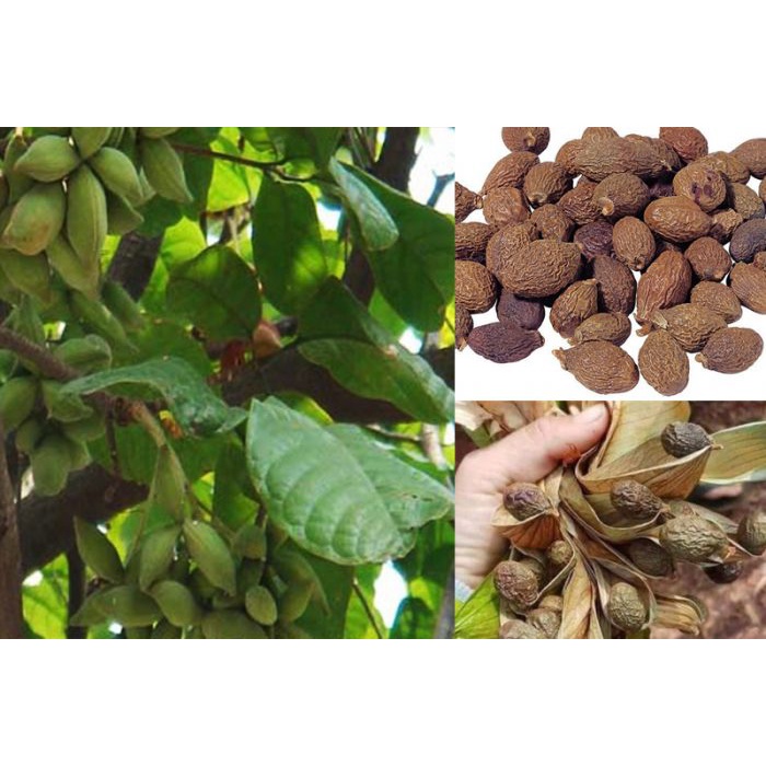 Hạt ươi bay cao cấp - Gói 200gr