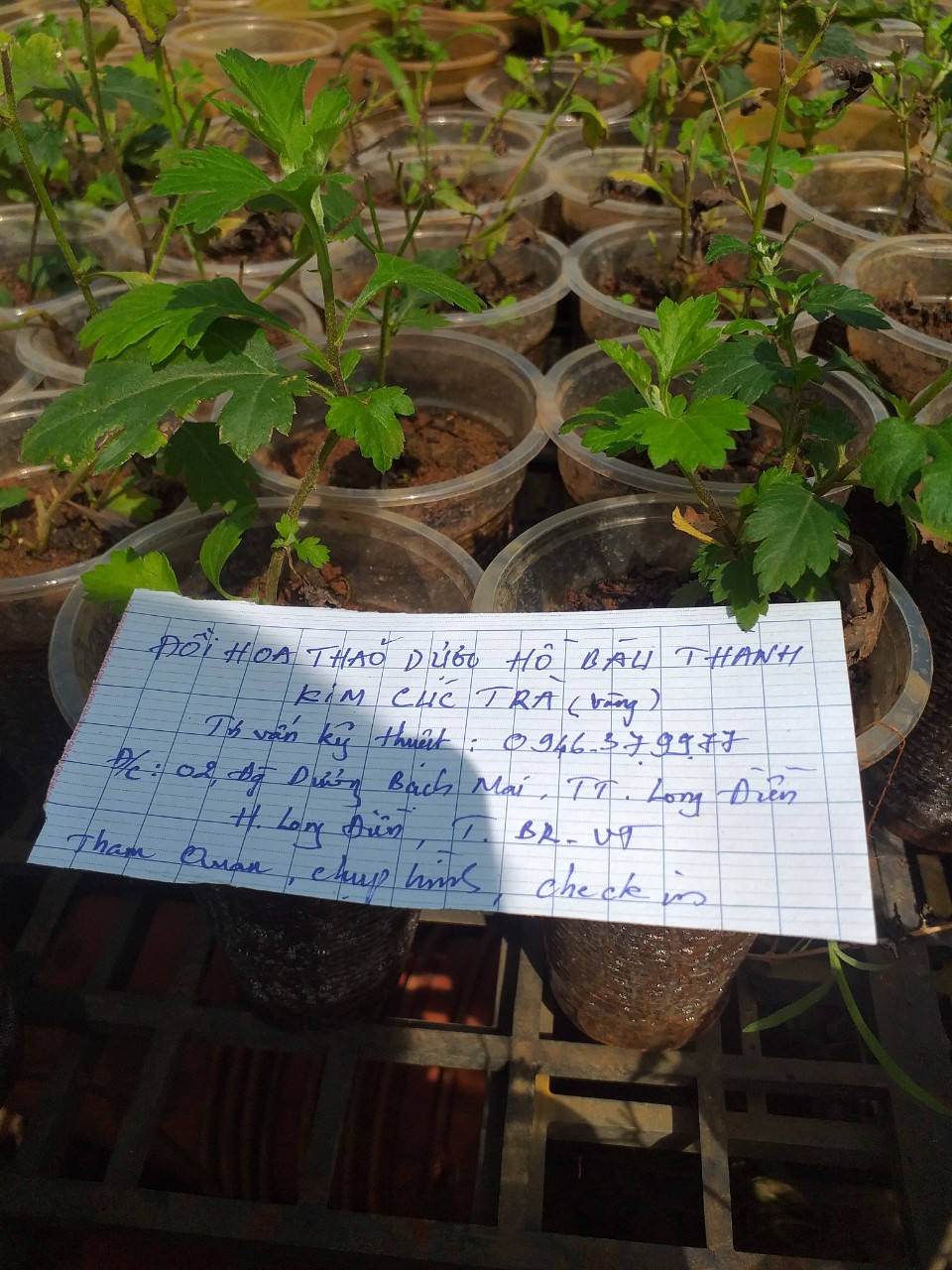 Cây giống hoa Cúc làm trà (cúc cổ, cúc kim, cúc chi vàng, bạch cúc)