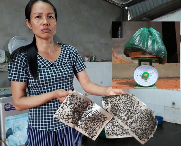 50 tấm keo dính bẫy ruồi