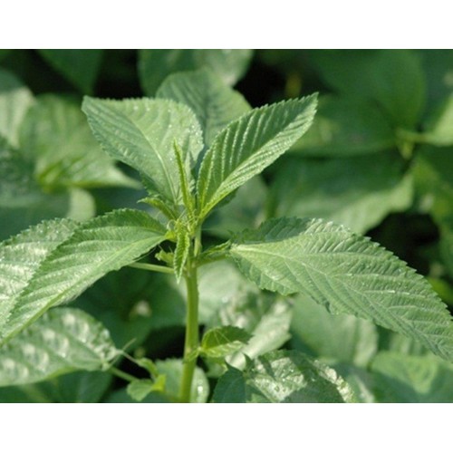 Hạt Rau Đay Xanh - Gói 10 Gram