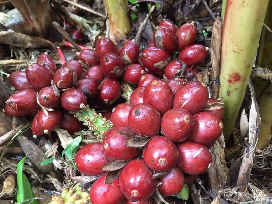 Thảo Quả Khô Tứ Xuyên 100G