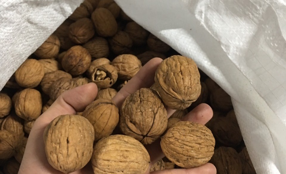 HẠT ÓC CHÓ MỸ NGUYÊN VỎ