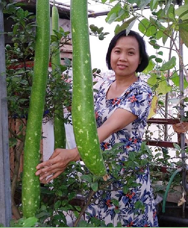 " Gói 10 "Hạt giống bầu sao dài quê [Seeds]