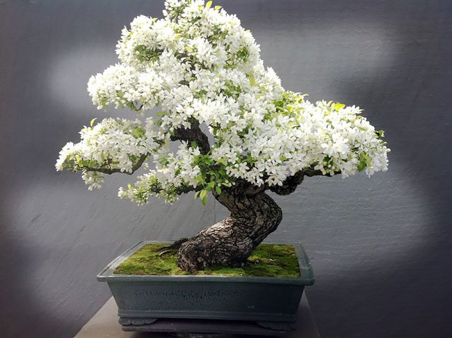 (FREESHIP Từ 50K) Cây bạch tuyết mai bonsai