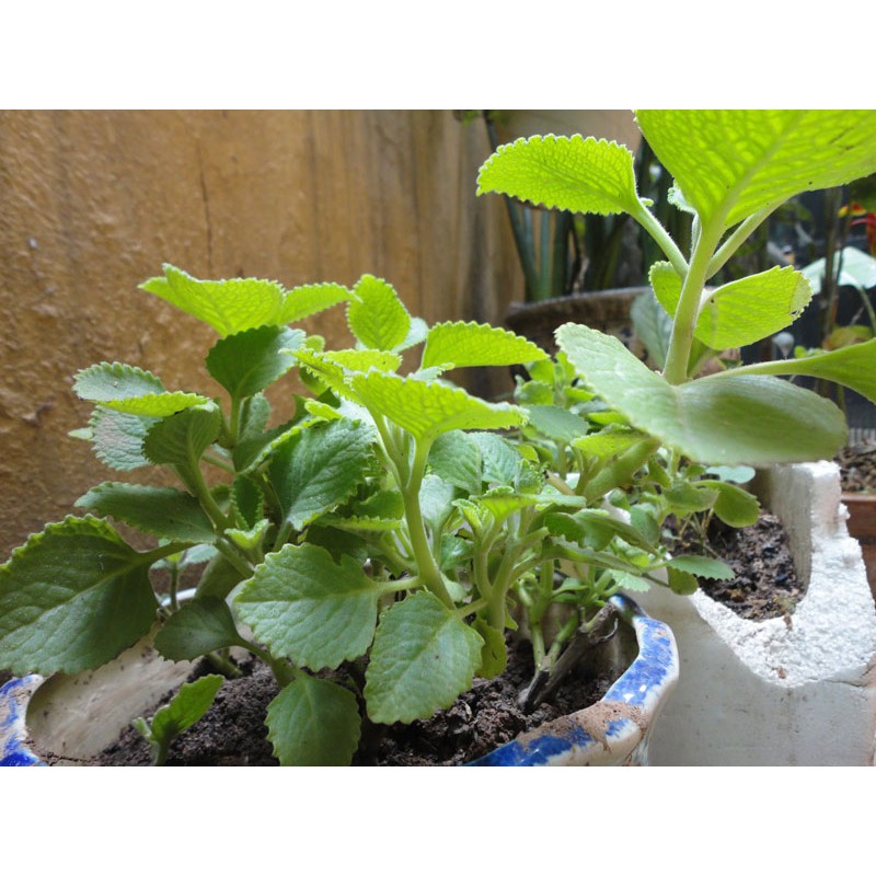 COMBO 12 cành húng chanh thuốc ho (trồng cành)