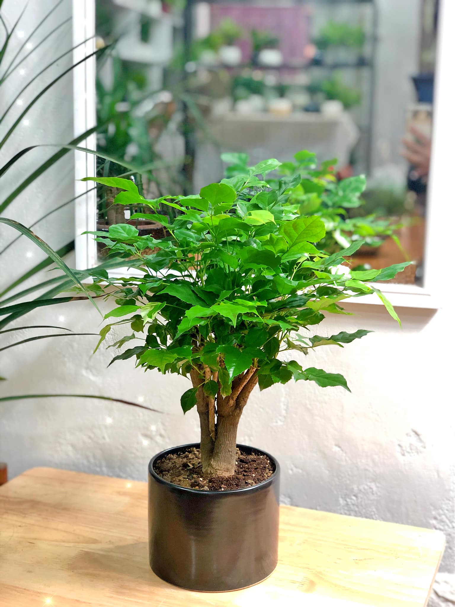 [HCM]CÂY HẠNH PHÚC - TẶNG CHẬU ĐỂ BÀN