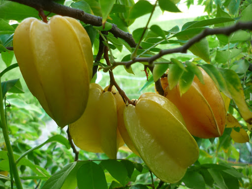 Cây khế ngọt hàng chuẩn F1