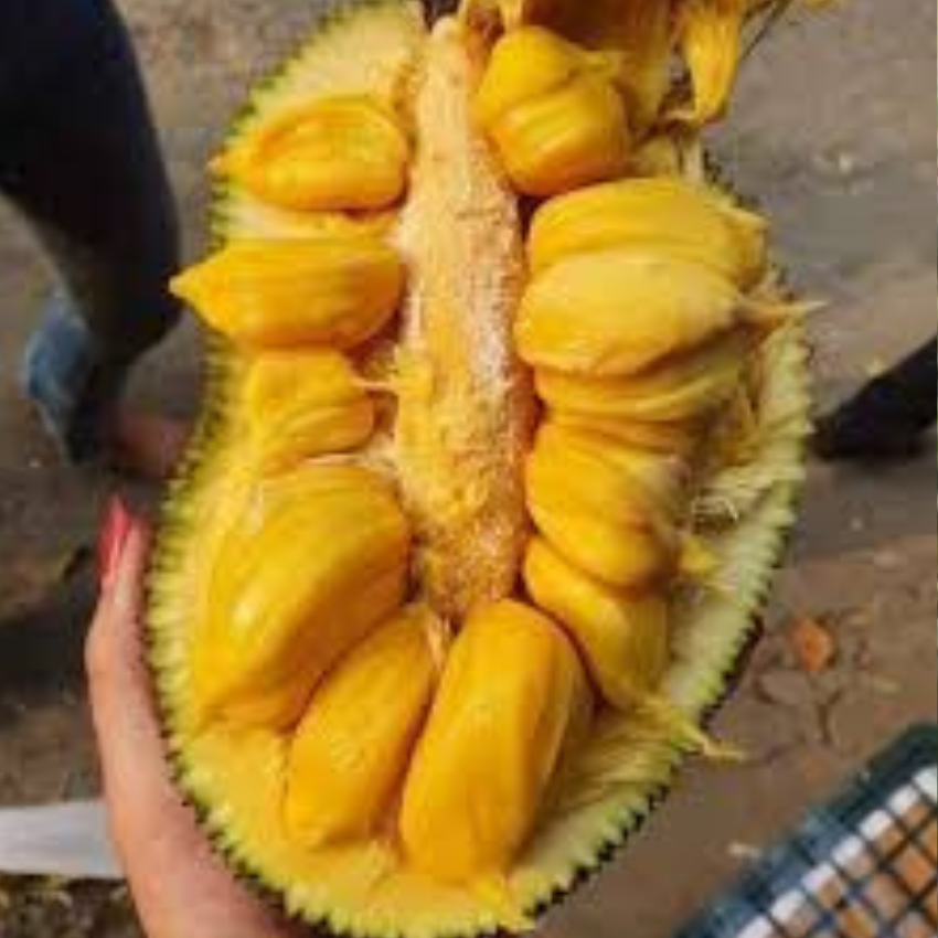 cây giống mít tố nữ - quả siêu sớm ( cây ghép nhanh ra quả)